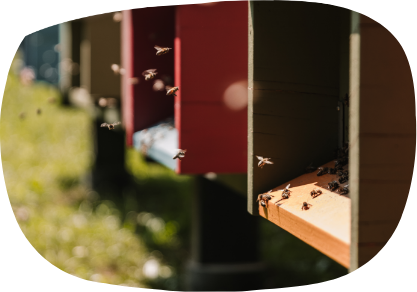 cantina Salariis Friuli Venezia Giulia