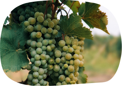 cantina Salariis Friuli Venezia Giulia