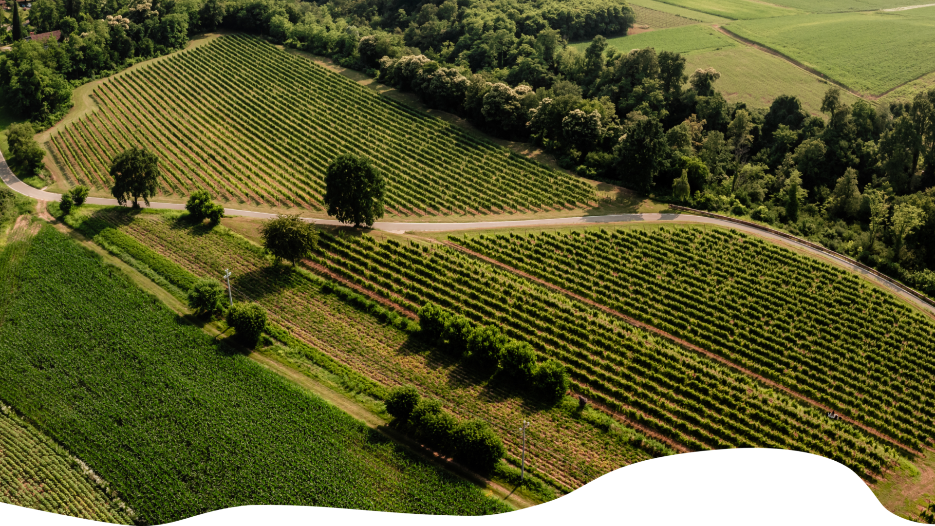 Salariis cantina friulana immersa nell'ambiente