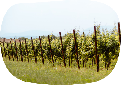 cantina Salariis Friuli Venezia Giulia