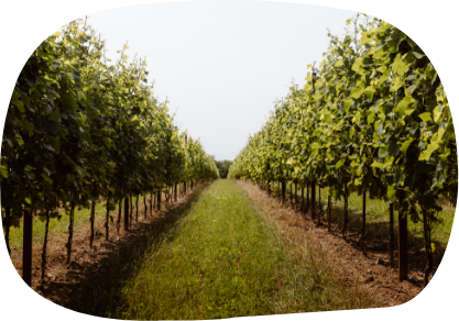 cantina Salariis Friuli Venezia Giulia