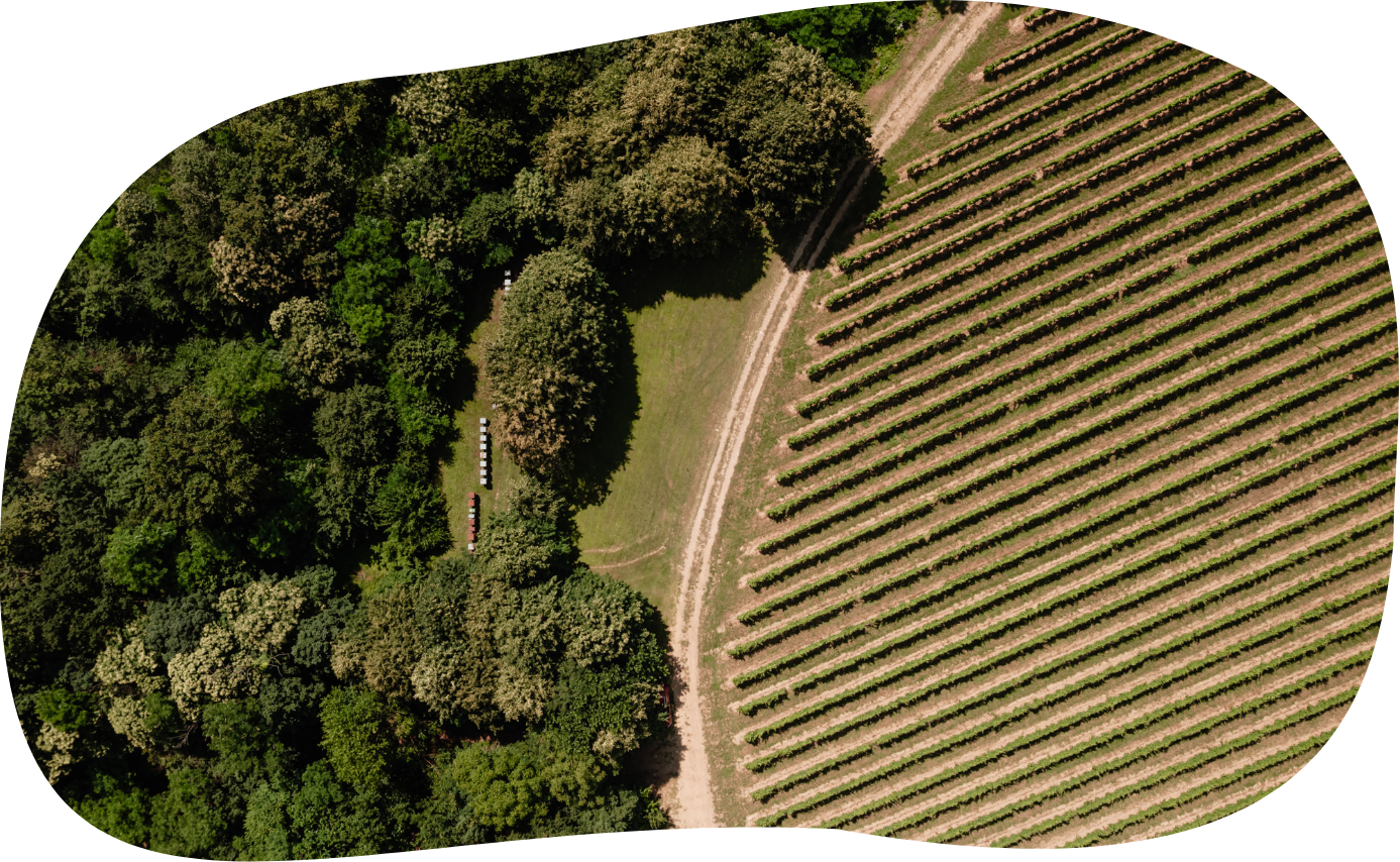 Vigneti cantina Salariis